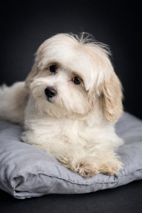 Мальтіпу дівчинка