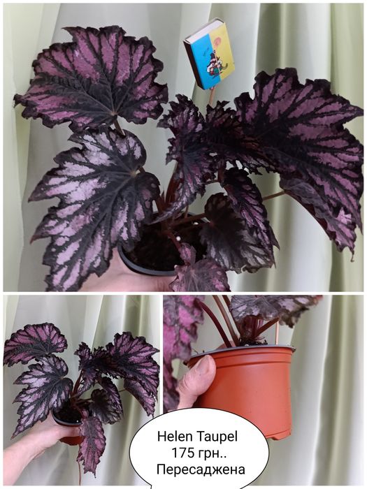 Бегонії дорослі різних сортів. 3 рослини 370 грн