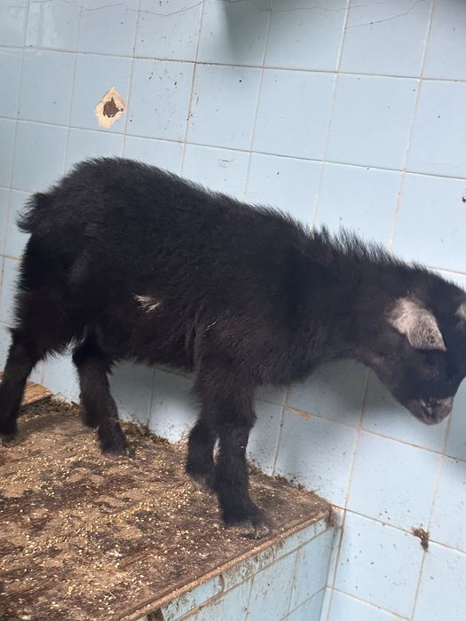 Troco ou Vendo cabrito anao tem 4 messes