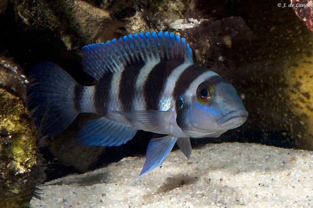 Neolamprologus tretocephalus tanganika