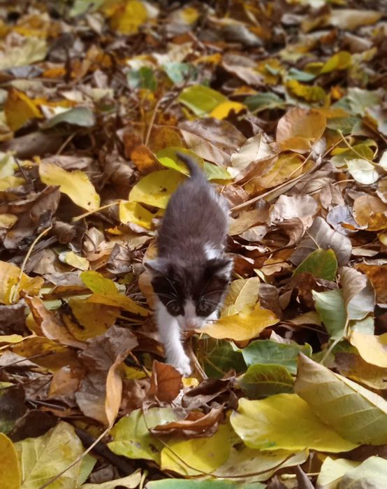 Віддам кошенят, отдам котят