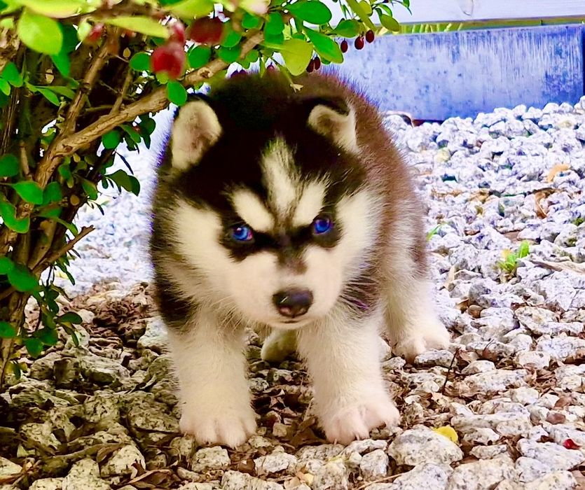 Niebieskooki szczeniak Siberian Husky międzynarodowy rodowod FCI ZKwP