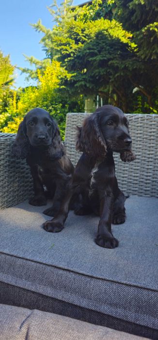 Cocker Spaniel angielski z rodowodem