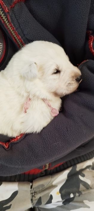 Owczarek szwajcarski