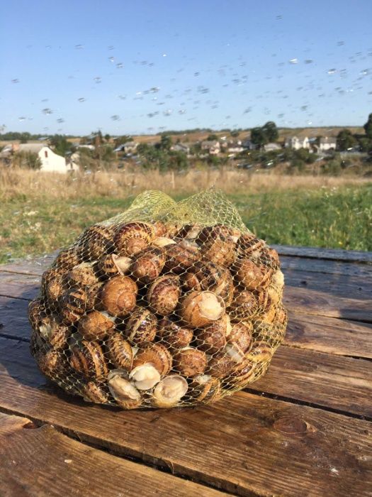 Маточне стадо равлика улитки Helix Aspersia Muller