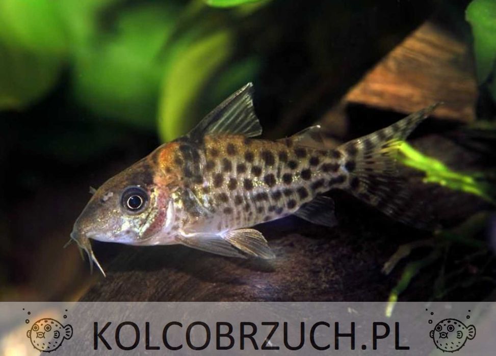 Kirysek jaguarowy - Corydoras ambiacus - Kirys - dowóz, wysyłka