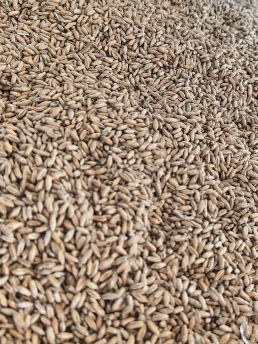 Sprzedam pszenżyto, pszenicę