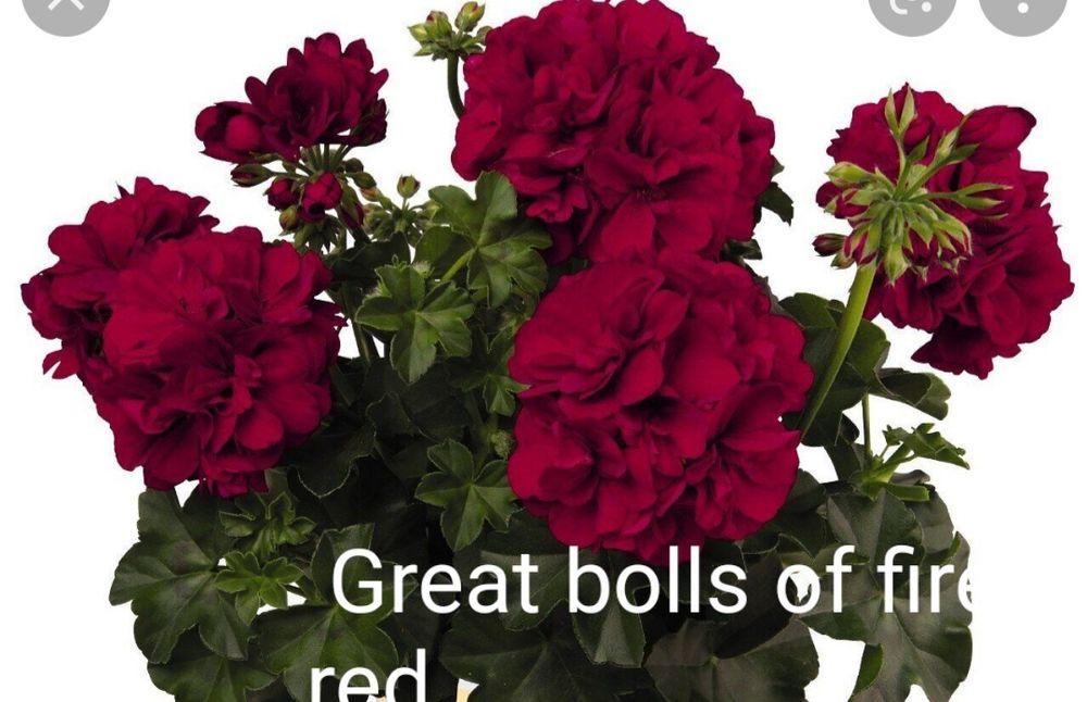 Пеларгонія плющелистні (12 сортів)