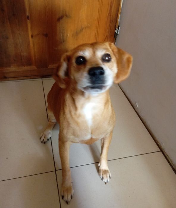 Suczka pilnie potrzebuje domu