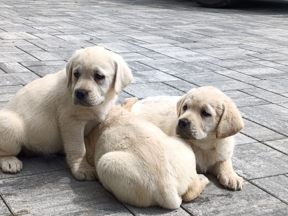 Labrador retriever
