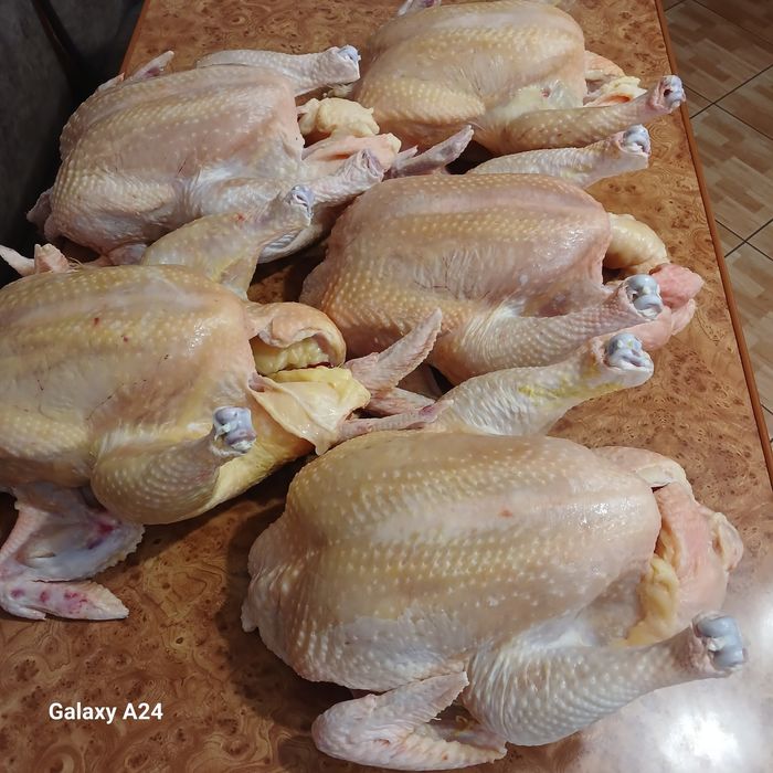 Тушки  бройлера домашні кури