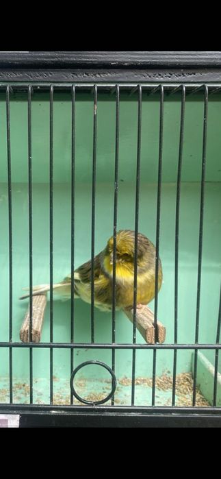 Canários mosaicos amarelos, Glosters, frisados do Norte, para venda