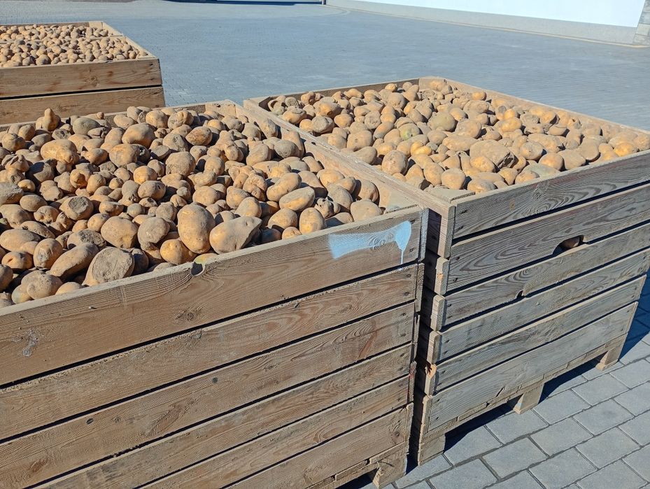 Ziemniaki dla zwierząt