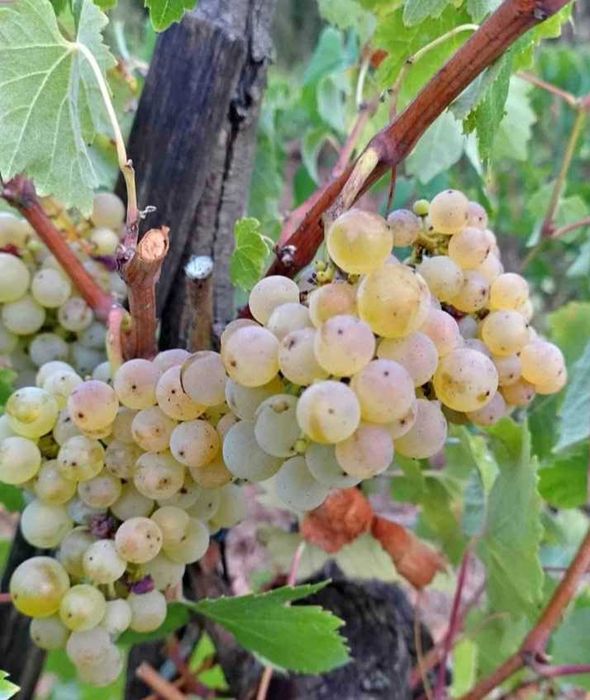 Vendo Uvas Moscatel