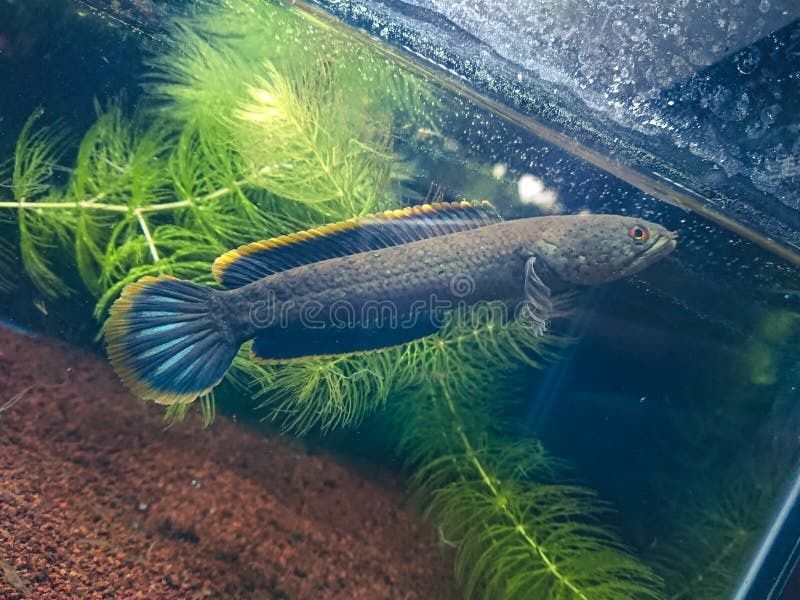 Channa Limbata Wężogłów