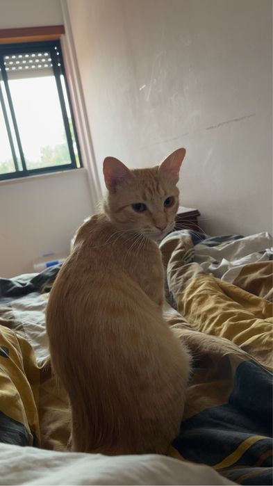 Gatinha laranja para dar