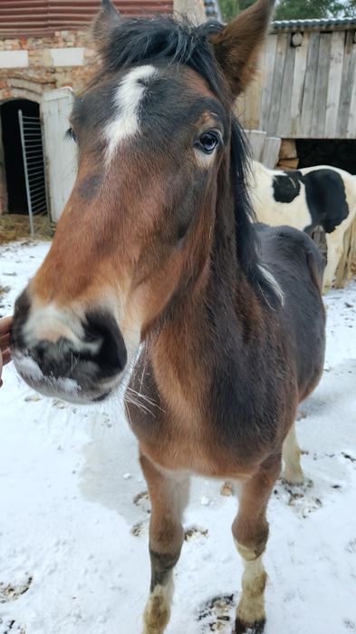 Ogier Ślązak sprzedam