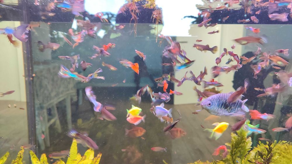 Гуппі. Акваріумна рибка