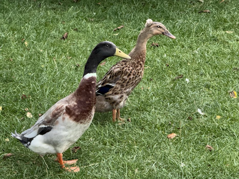 Kaczki biegusy indyjskie