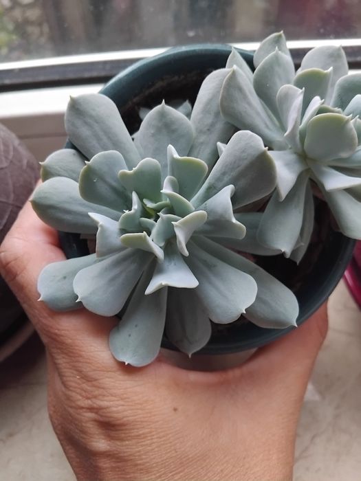 Сукуленти, ехеверія