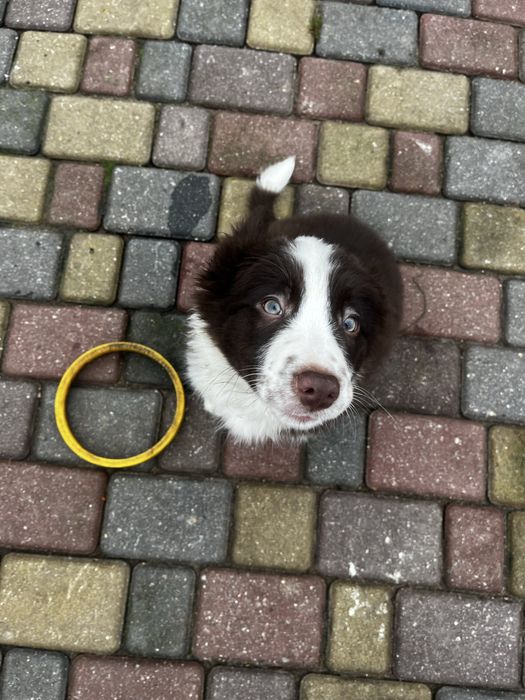 Border Collie szczeniak