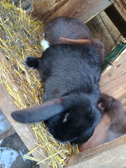 Samce baran francuski