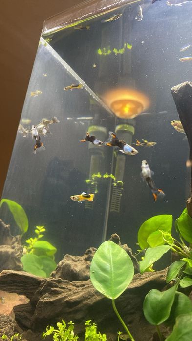 Gupiki endlera narybek