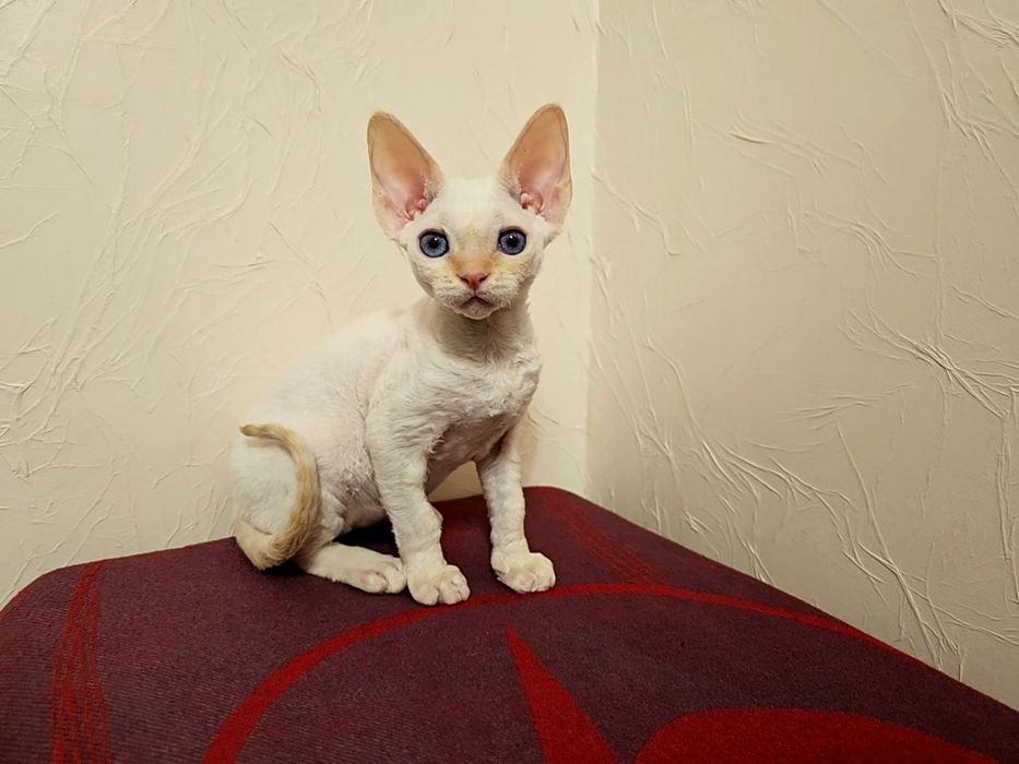 Голубоглазый девончик