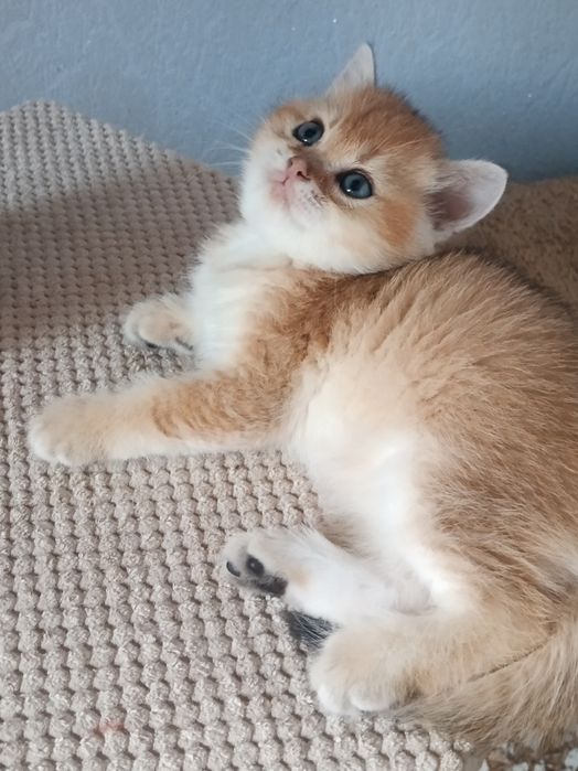Золотий хлопчик вільний