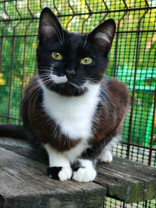 Młodziutki Granat poleca się do adopcji