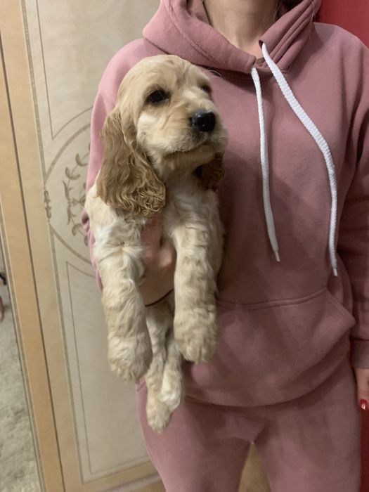 Продам цуценят Спаніельчиків