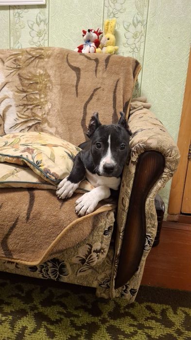 Чёрная девочка Амстаф