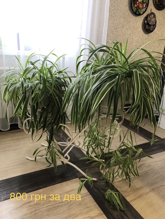 Продаю квіти для інтерʼєру