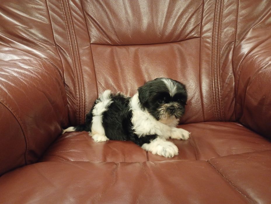 Shih tzu suczka z rodowodem