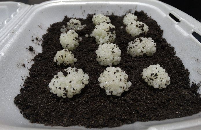 Мальок равлика (ікра) Helix Aspersa Muller та Maxima