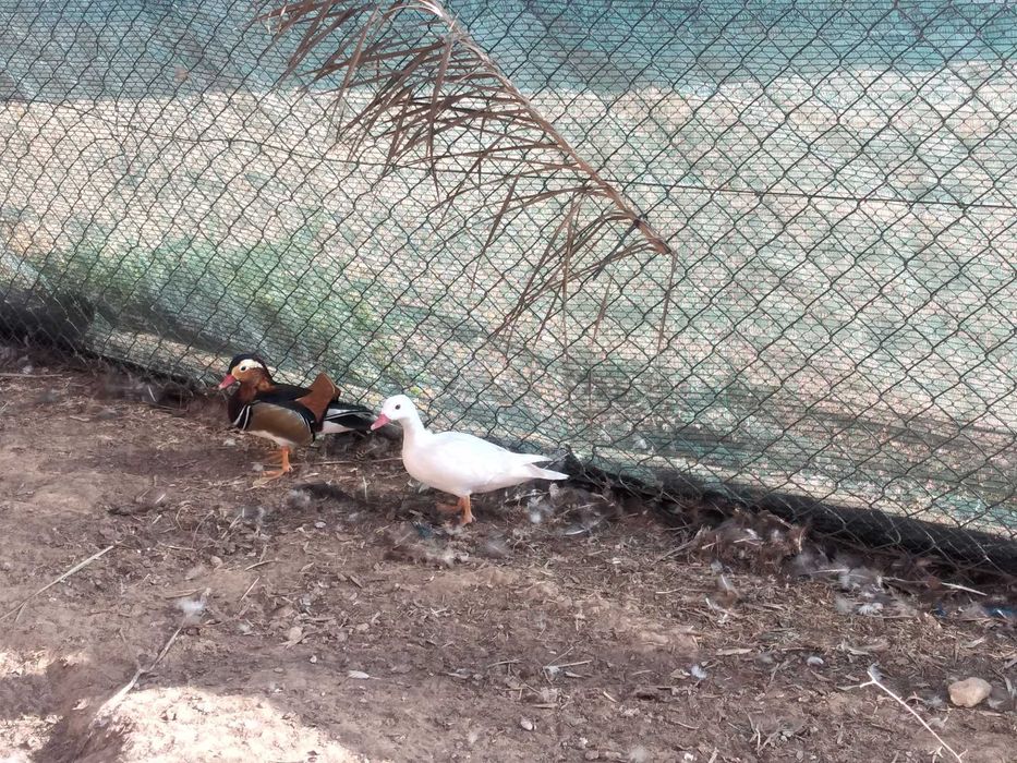 Patos  mandarins  patos carolinos e faisões  dourados