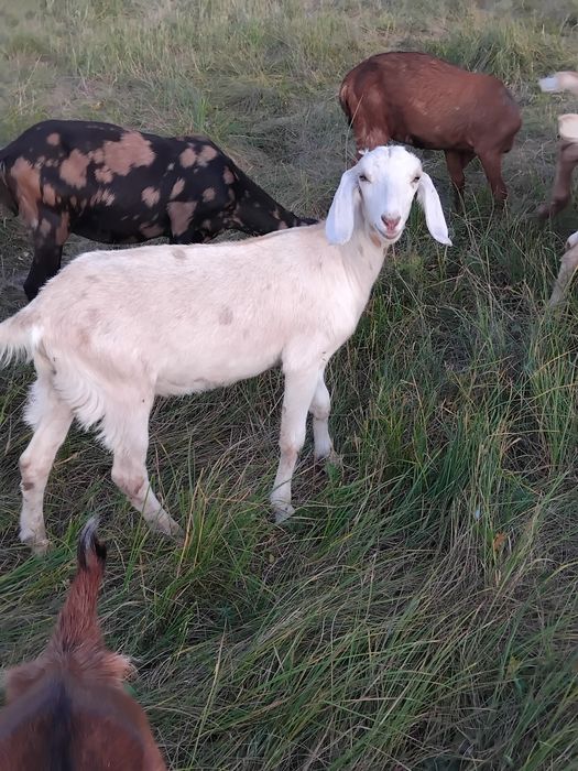 Нубійські козочки