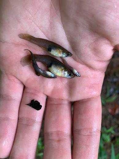 Vendo peixes Gambusia affinis