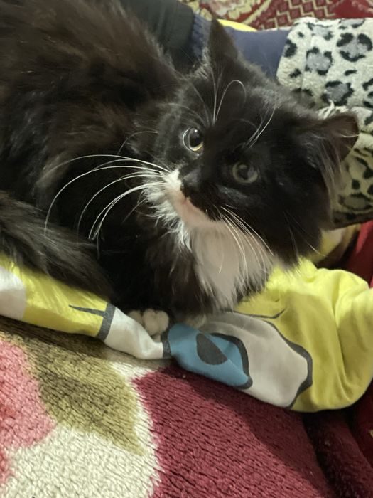 Віддамо кошенят хорошим людям