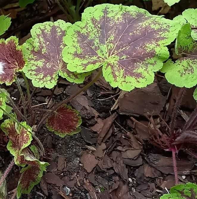 Barwinek dwukolorowy, brunera srebrno-zielona, żurawki.
