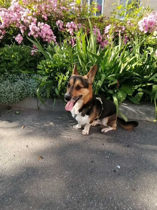 Хлопчик помісь Коргі