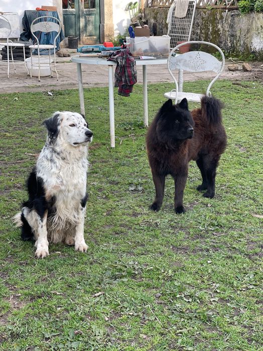 Hotel & Park Cães & Cia.