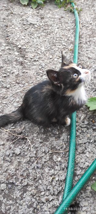 Подарую кошенята.