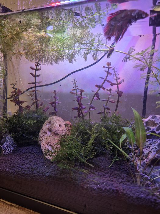 Podas de Bacopa Purple / Roxa - Planta de Aquário (Plano Traseiro)