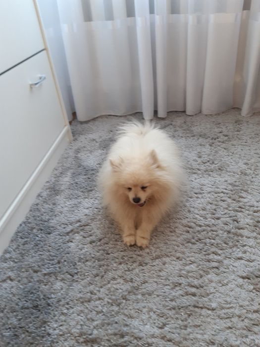 Шпіц Померанський