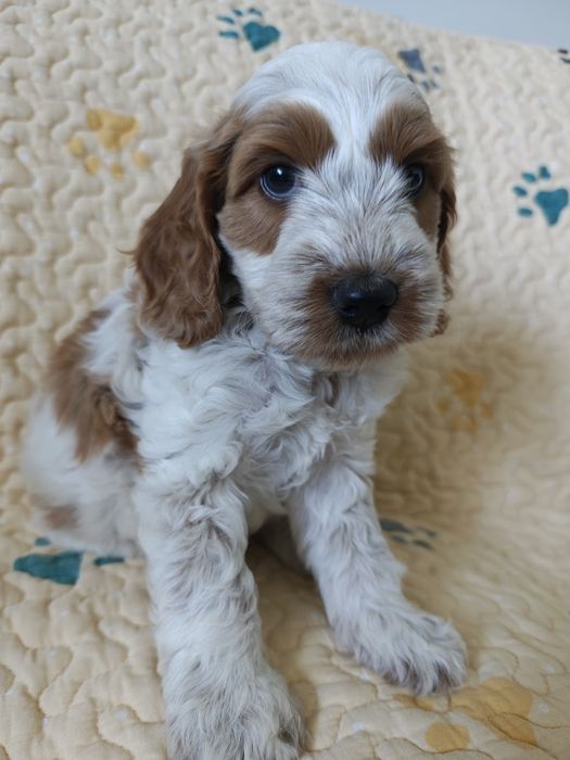 Cockapoo Spaniel&Pudel Miniaturowy