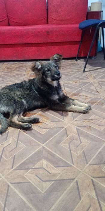 Бездомна дівчинка шукає люблячу родину