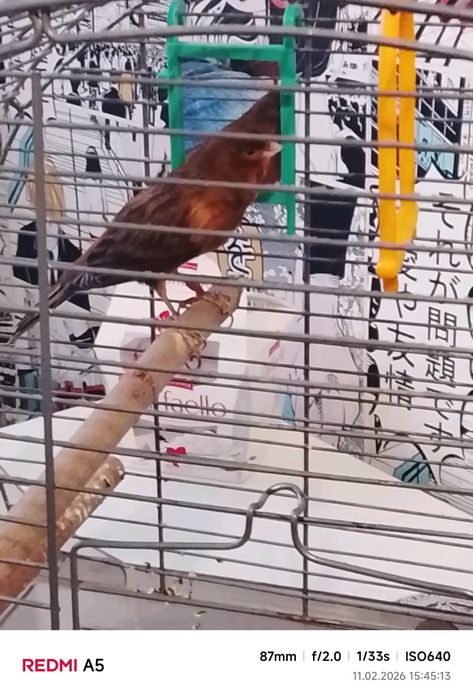 Sprzedam samczyka kanarka z klatką