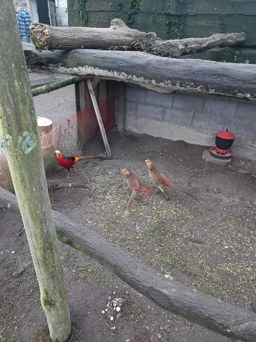 Zadbane i  ładne bażanty