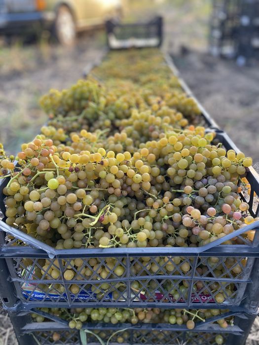 Продам винный сорт винограда Мускат Оттонель!